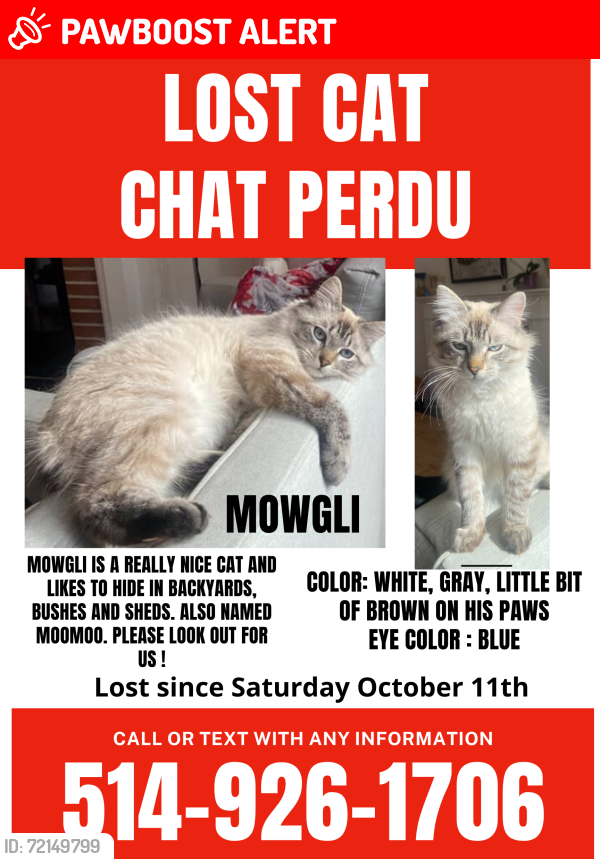 Lost Male Cat last seen Sherbrooke Ouest and Fielding, Montréal-Ouest, QC H4X