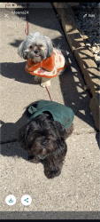 Lost Male Dog last seen Calumet road, Hammond, IN 46324