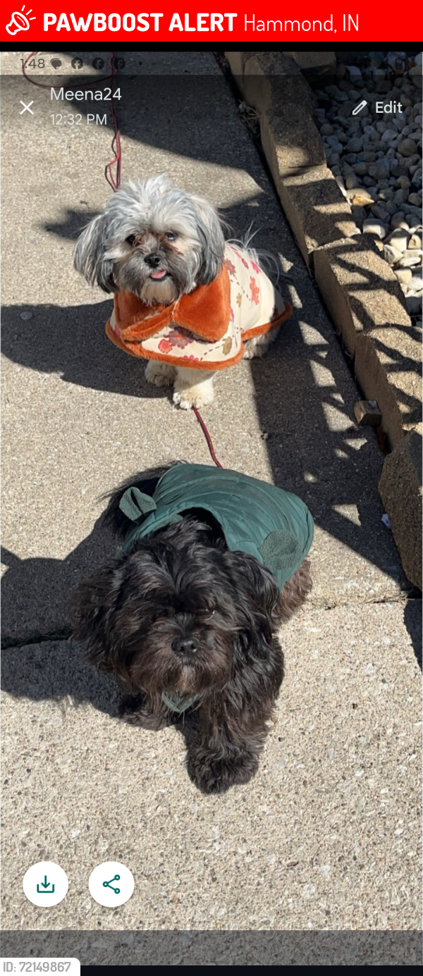 Lost Male Dog last seen Calumet road, Hammond, IN 46324