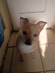 Lost Male Dog last seen Dobinson and alma , Los Angeles, CA 90063