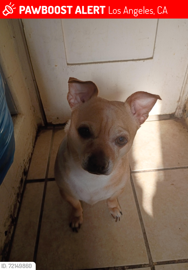 Lost Male Dog last seen Dobinson and alma , Los Angeles, CA 90063