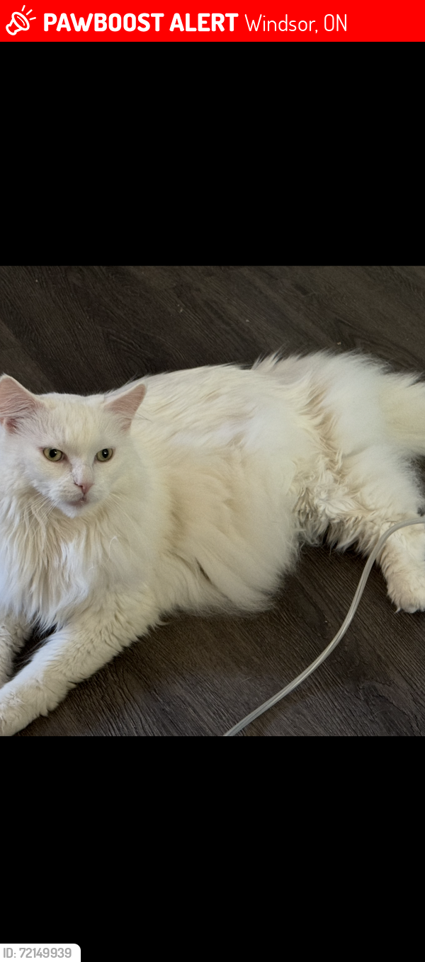 Lost Male Cat last seen Between Giles and Erie, Windsor, ON 48226