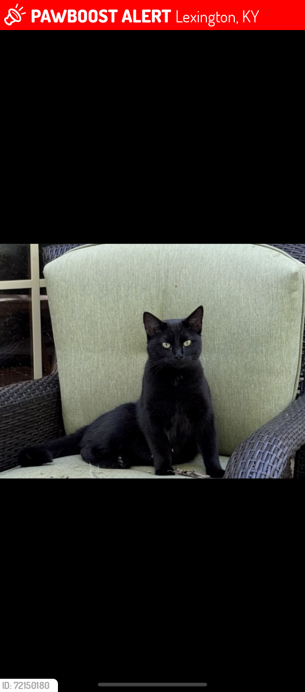 Lost Female Cat last seen Hopewell Park & Skyview Drive, Lexington, KY 40511