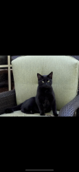 Lost Female Cat last seen Hopewell Park & Skyview Drive, Lexington, KY 40511