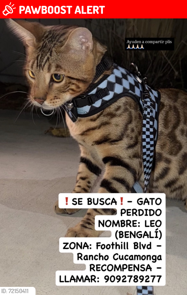 Lost Male Cat last seen Foothill blvd, Rancho Cucamonga, CA 91730