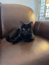 Lost Male Cat last seen Ingleside and Lynton, Shaker Heights, OH 44122