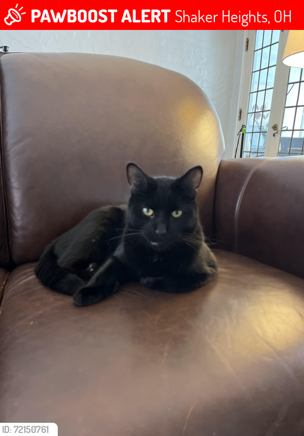 Lost Male Cat last seen Ingleside and Lynton, Shaker Heights, OH 44122