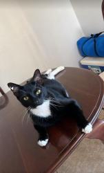 Reunited Male Cat last seen Andros Lane, at Crescent Wynd Bay Community , Four Corners, FL 34747
