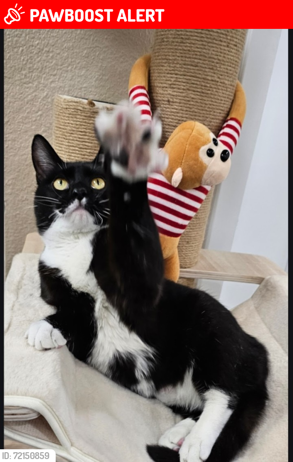 Lost Female Cat last seen Dorchester Park , Colorado Springs, CO 80906
