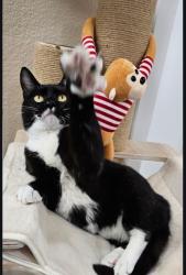Lost Female Cat last seen Dorchester Park , Colorado Springs, CO 80906