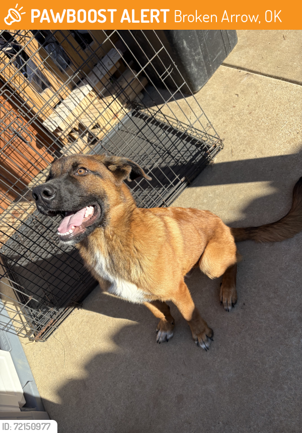 Rehomed Male Dog last seen 145th/New Orleans & Aspen, Broken Arrow, OK, Broken Arrow, OK 74011