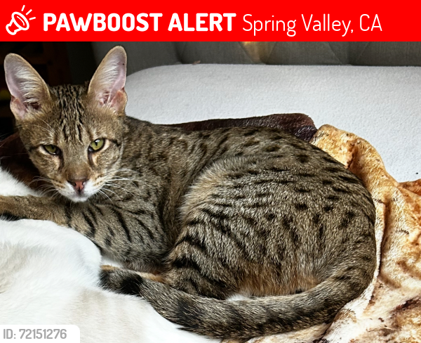 Lost Male Cat last seen Galapago st, Spring Valley, CA 91977