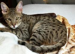 Lost Male Cat last seen Galapago st, Spring Valley, CA 91977