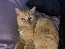 Lost Male Cat last seen Goldenwest and heil Huntington Beach , Huntington Beach, CA 92647