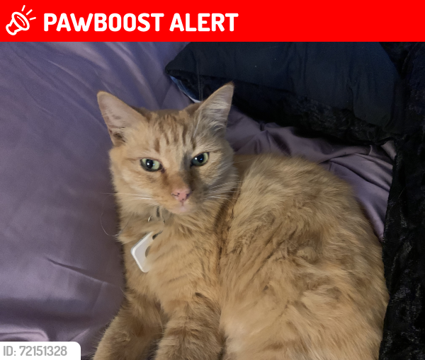 Lost Male Cat last seen Goldenwest and heil Huntington Beach , Huntington Beach, CA 92647