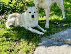 Lost Female Dog last seen Prairie Ave or flower st., Inglewood, CA 90301