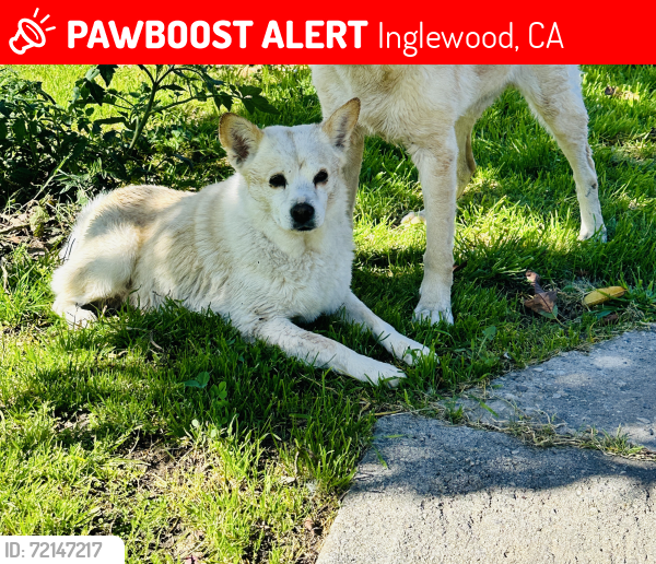 Lost Female Dog last seen Prairie Ave or flower st., Inglewood, CA 90301