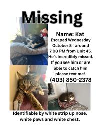 Lost Male Cat last seen Harvest hills blvd and country hills blvd , Calgary, AB T3K 4S6
