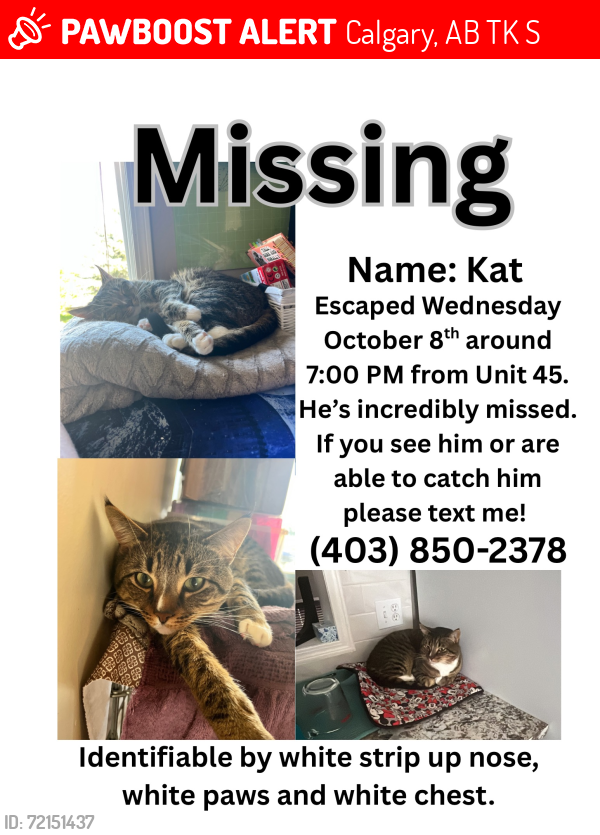 Lost Male Cat last seen Harvest hills blvd and country hills blvd, Calgary, AB T3K 4S6