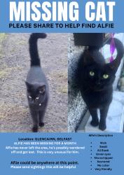 Lost Male Cat last seen Glencairn, Belfast, Belfast, Northern Ireland BT13