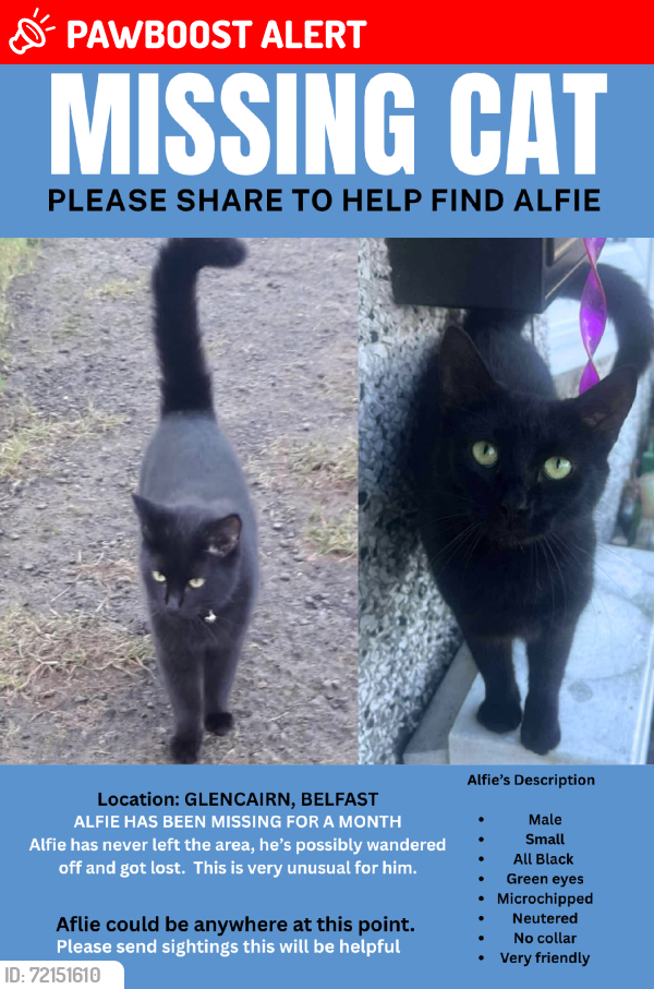 Lost Male Cat last seen Glencairn, Belfast, Belfast, Northern Ireland BT13