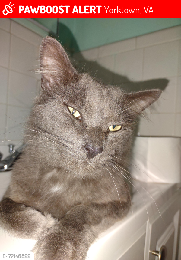 Lost Male Cat last seen Acree Akers across from DSs bldg, Yorktown, VA 23692