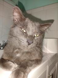 Lost Male Cat last seen Acree Akers across from DSs bldg, Yorktown, VA 23692
