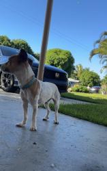 Reunited Male Dog last seen Near Balsam Dr, Royal Palm Beach, FL 33411, USA, Royal Palm Beach, FL 33411