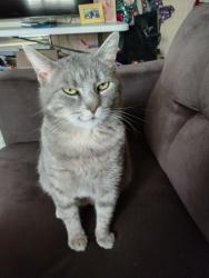 Lost Female Cat last seen Industrial , McKinney, TX 75069