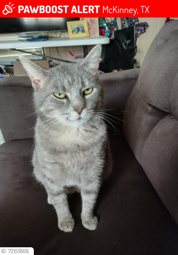 Lost Female Cat last seen Industrial , McKinney, TX 75069