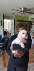 Lost Female Dog last seen Canyon rd east, Tacoma, WA 98446