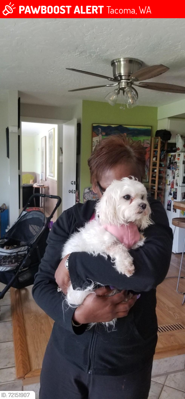 Lost Female Dog last seen Canyon rd east, Tacoma, WA 98446