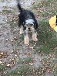 Lost Female Dog last seen Stolen by black pick up from leash on front yard, Raynham, MA 02767