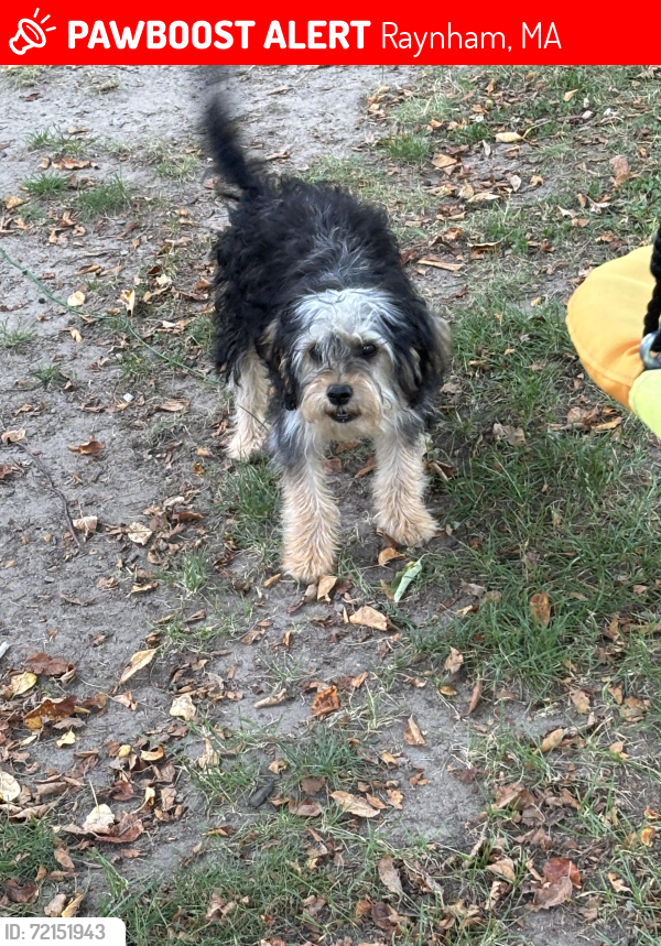 Lost Female Dog last seen Stolen by black pick up from leash on front yard, Raynham, MA 02767
