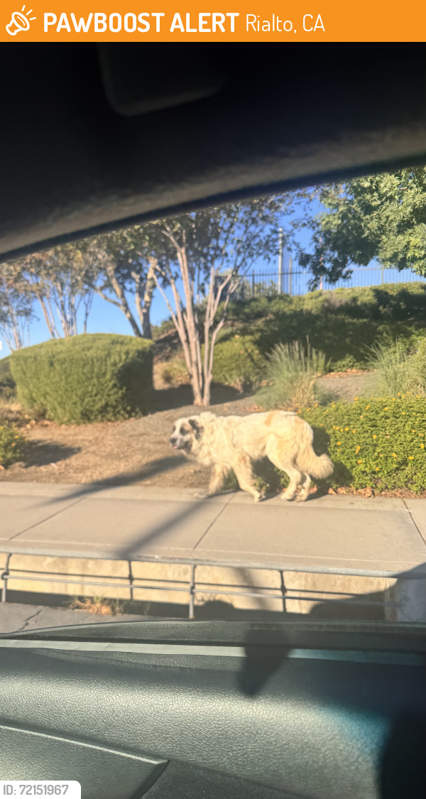 Rialto, CA Stray Dog Found Near Ferguson park | PawBoost