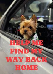 Reunited Male Dog last seen Emmett hutto boulevard, Baytown, TX 77521