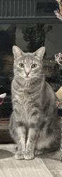 Lost Male Cat last seen Carrabba Road/Golden Eagle, Bryan, TX 77808