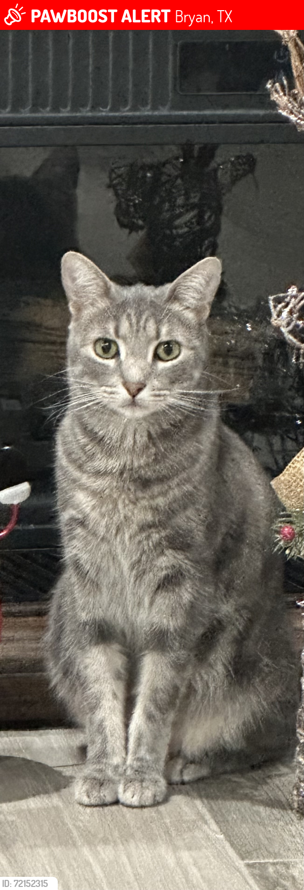 Lost Male Cat last seen Carrabba Road/Golden Eagle, Bryan, TX 77808