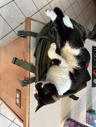 Lost Male Cat last seen Kurts mill rd mohnton pa , Mohnton, PA 19540