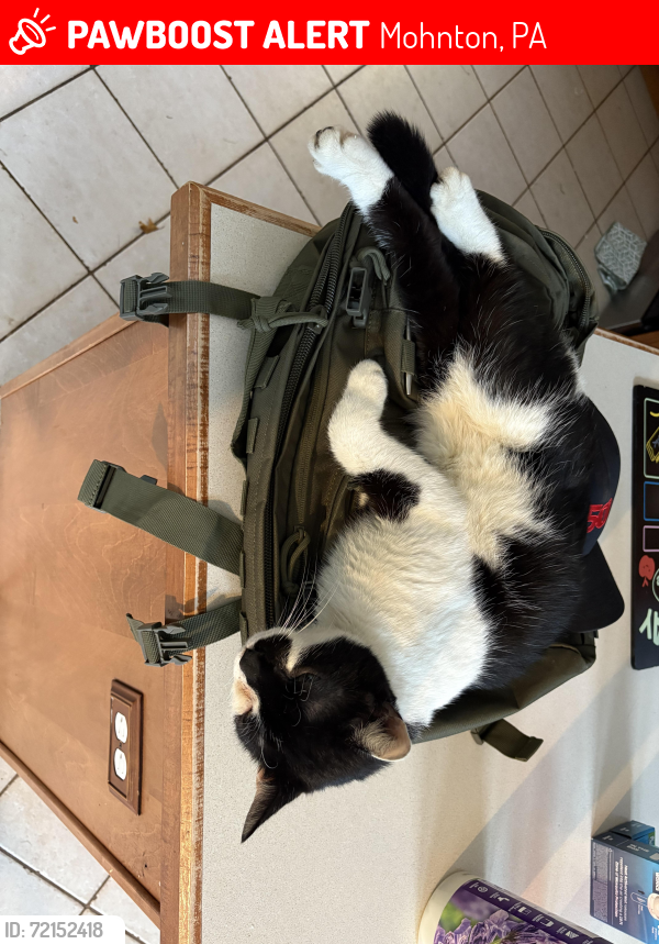 Lost Male Cat last seen Kurts mill rd mohnton pa , Mohnton, PA 19540