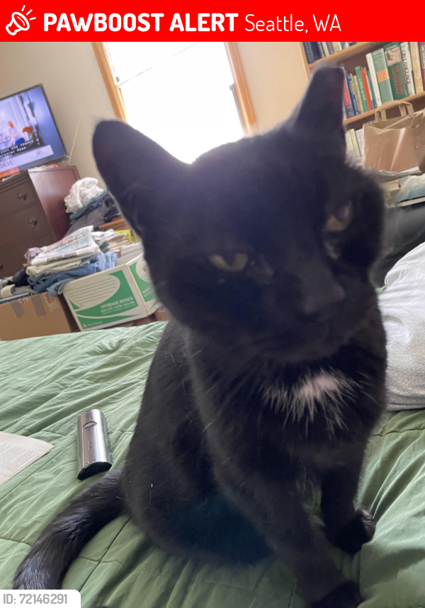 Lost Male Cat last seen 31Ave NW and 77st., Seattle, WA 98117