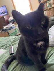 Lost Male Cat last seen 31st Ave NW and N 77th Street, Seattle, WA 98117