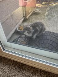Lost Unknown Cat last seen 82Nd, Milwaukie, OR 97222