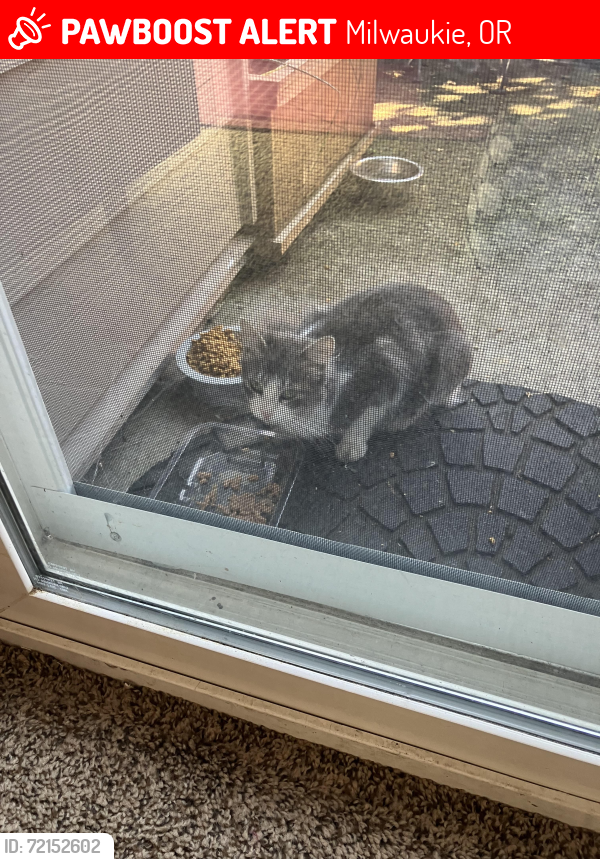 Lost Unknown Cat last seen 82Nd, Milwaukie, OR 97222