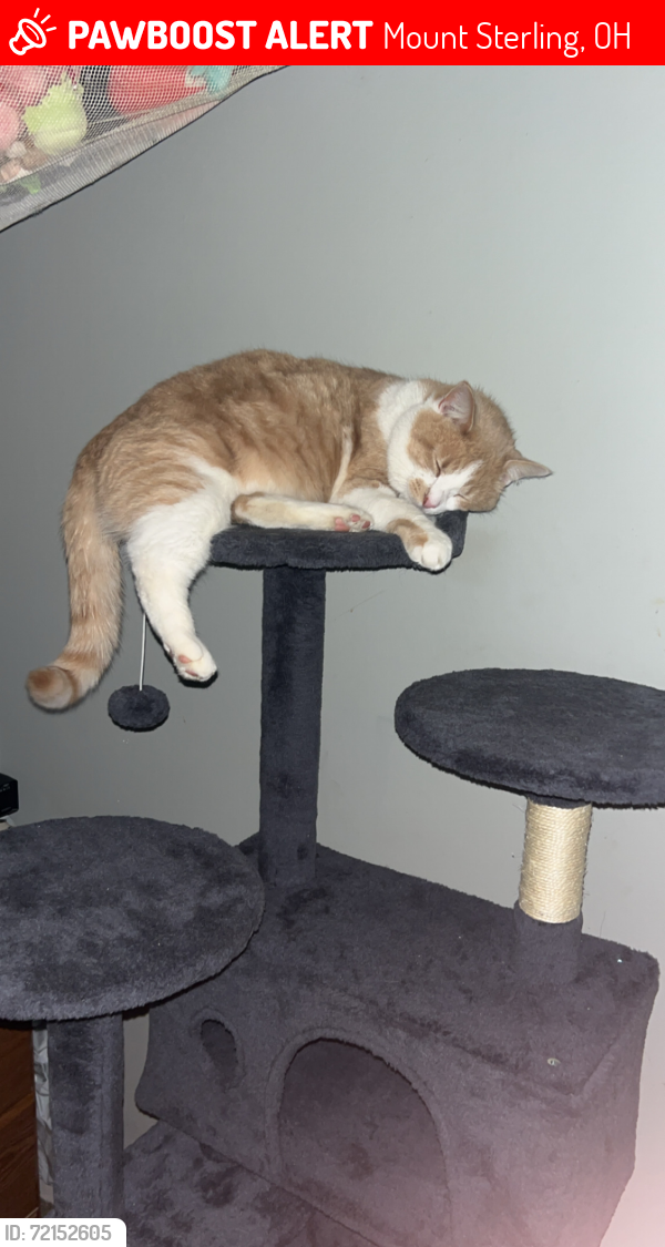 Lost Male Cat last seen Tenny road and 62, Mount Sterling, OH 43143