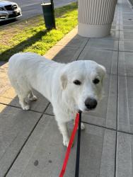 Lost Female Dog last seen Payne Road/Reeves Road , Nashville, TN 37013