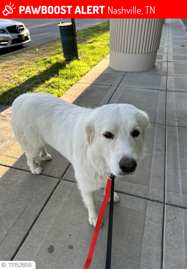Lost Female Dog last seen Payne Road/Reeves Road, Nashville, TN 37013