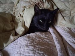 Lost Female Cat last seen Rainbow acres cactus farm , Makawao, HI 96768