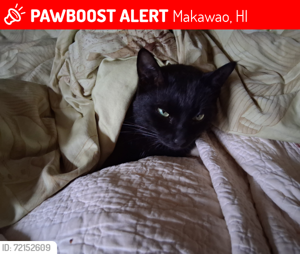 Lost Female Cat last seen Rainbow acres cactus farm , Makawao, HI 96768