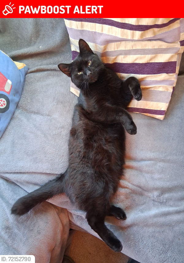 Lost Male Cat last seen Gamester's lane, Sandford, England SY11 4EX